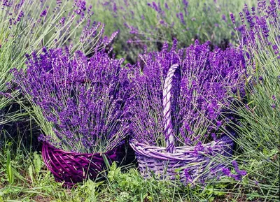 ЭКОКРАСА натуральная косметика - Lavender Гель очищающий для лица алоэ-вера,  череда, лаванда, 45мл