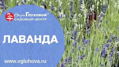 Пена Naturaphy для ванн Лаванда и алоэ вера 1л из раздела Средства для тела