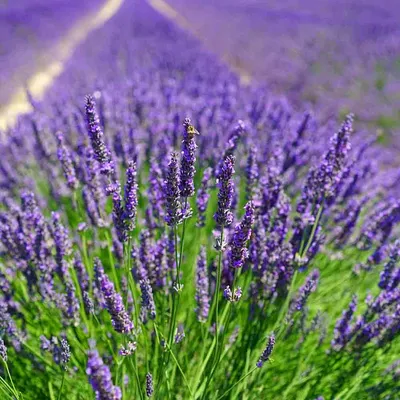 Лаванда узколистная Дварф Блю (Lavandula angustifolia Dwarf Blue) купить с  доставкой по Беларуси \"BuonRoza \"