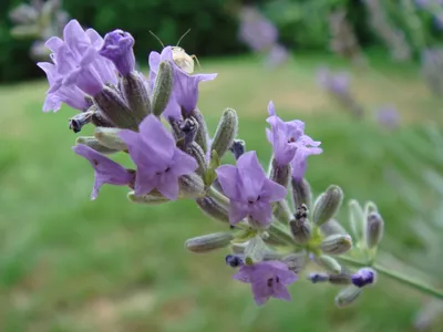 💐 Цветы лаванда: посадка и уход в открытом грунте: выращивание лаванды в  саду, виды и сорта лаванды - YouTube