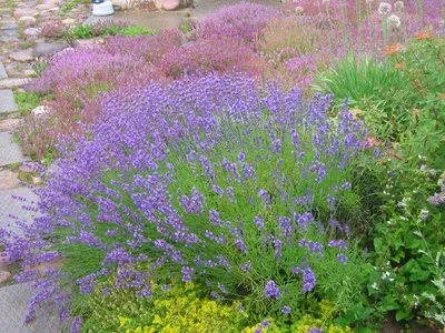 Лаванда узколистная, купить в Ростове, Лаванда английская, Lavandula  angustifolia, Lavandula officinalis, Lavandula spicata, Вечнозеленые  деревья и кустарники Купить растения в Ростове-на-Дону, Интернет-магазин,  питомник растений, хвойные и лиственные ...