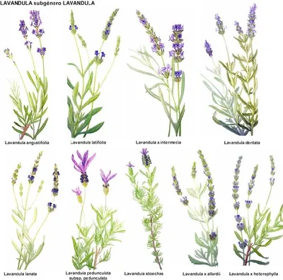 Все виды лаванды на основе данных таксономических таблиц (полная  классификация)