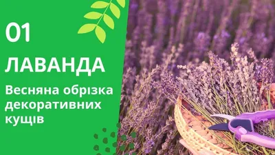 Лаванда гибридная 40см\"искусственный куст,цвет зеленый с фиолетовым (с  присыпкой) (ID#1134247979), цена: 46.50 ₴, купить на Prom.ua