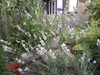 Лаванда узколистная Альба (Lavandula angustifolia Alba) купить с доставкой  по Беларуси \"BuonRoza \"