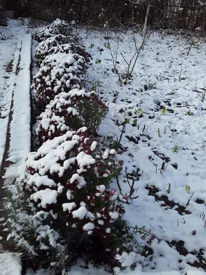 Жду зиму Замороженные цветы, лаванда…» — создано в Шедевруме