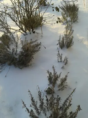 и это тоже моя лаванда зимой, сейчас она вся засыпана снегом... | Снег,  Лаванда