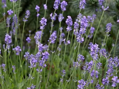 Лаванда 🍃Сад 🌸Вдохновение✨ в Instagram: «СЕМЕНА ЛАВАНДЫ Я планирую под  зиму посеять в открытый грунт немного семян лаванды.… | Lavender garden,  Lavender, Tea cups