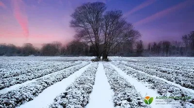 Зимовка лаванды: как укрыть лаванду на зиму | Agro-Market