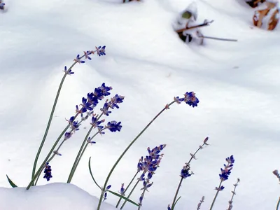 Молодые кусты лаванды в задницу зимой под снегом Стоковое Фото -  изображение насчитывающей ферма, январь: 213890992