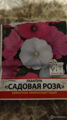 Отзыв о Семена Лаватера \"Садовая роза\" Русский огород | И всё-таки они  расцвели.
