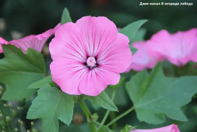 Семена цветов ДОМ СЕМЯН Лаватера «Великолепная» (Нидерланды) - «🥀Дикие  испанские розы. Лаватера прекрасна в клумбе и в срезке 🌹Подходит для  холодного и жаркого климата. Быстро растет и зацветает» | отзывы