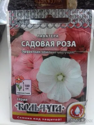 Отзыв о Семена Лаватера \"Садовая роза\" Русский огород | Огромная  бело-розовая клумба.