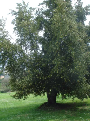 Лавр дерево фото фотографии