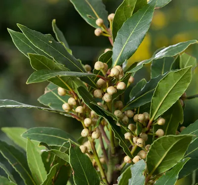 ЛАВР БЛАГОРОДНЫЙ (LAURUS NOBILIS) — НКО \"NORD-NUC\"