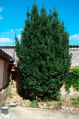 Лавр благородный (Lauras nobilis) — путеводитель по отдыху в Крыму