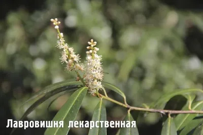 Лавровишня во всей ее красе: скачивайте бесплатно в разных форматах