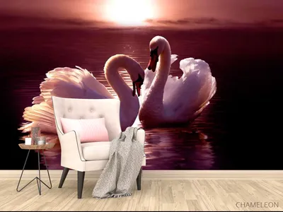 Моющиеся виниловые фотообои Лебеди в пруду, 211х150 см - купить по выгодной  цене в интернет-магазине OZON (272714304)