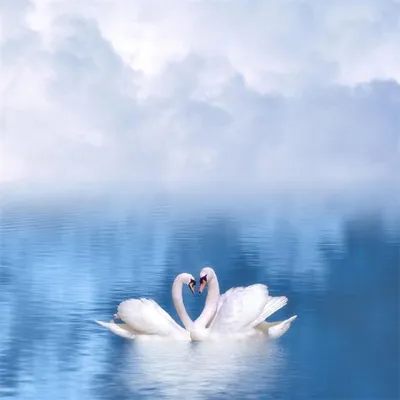милые лебеди птицы обои, лебедь, розовый мех, облака сладкой ваты фон  картинки и Фото для бесплатной загрузки