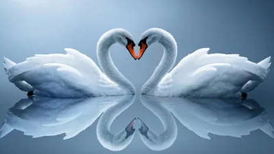 Современные обои для гостиной романтическая Красивая Любовь Лебедь обои с  озером для гостиной украшение для дома | AliExpress
