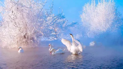 Фотошторы «Влюбленные лебеди» - купить в Москве, цена в Интернет-магазине  Обои 3D