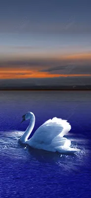 Фотообои Белые лебеди на озере №34066 - цена, фото, отзывы | АВС-Decor