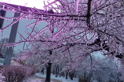 Волшебный ледяной дождь: фото, которые захватывают дух