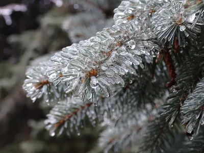 Фотографии ледяного дождя, созданные природой