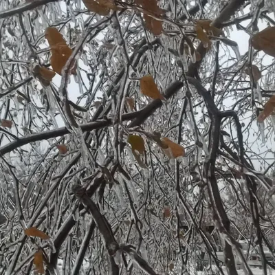 Ледяной дождь: магия и красота природы в фотографиях