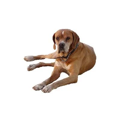Веймарская Легавая Собака — стоковые фотографии и другие картинки  Выставочная собака - Выставочная собака, 2015, Веймарская легавая - iStock