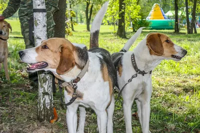 SOBAKA.LV | Породы собак | Венгерская короткошерстная легавая | Фото 31687
