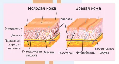 Баланит (Баланопостит) - причины, симптомы, диагностика, лечение и  профилактика