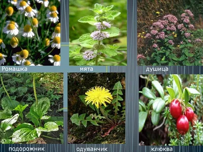 Лекарственные растения ростовской области фото фотографии