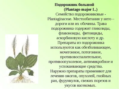 Лекарственные растения Ростовской области - презентация, доклад, проект