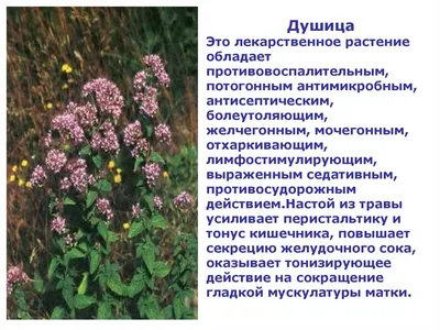 Лекарственные растения Ростовской области - презентация онлайн