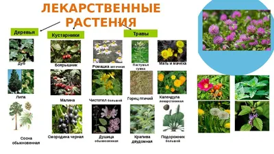 Лекарственные растения оренбуржья - 55 фото