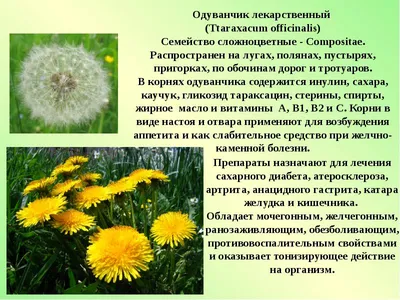 Природа Ростовской области и ее особенности и красоты