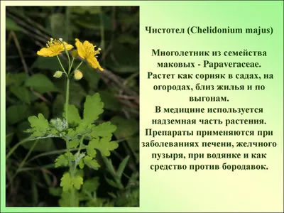 Лекарственные растения Ростовской области - презентация онлайн