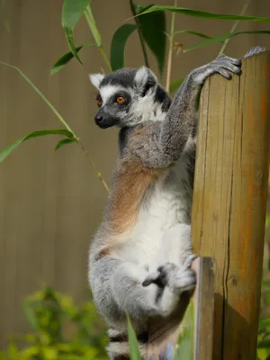 https://fotobase.co/photo/lemur-malenkii/1443433/