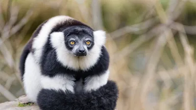 Кошачий Лемур (Lemur Catta) Фотография, картинки, изображения и  сток-фотография без роялти. Image 14732795