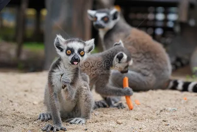 Кошачий лемур в зоопарке изображение_Фото номер 501644897_JPG Формат  изображения_ru.lovepik.com