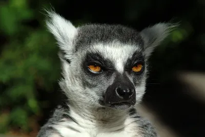 Кошачий или кольцехвостый лемур (лат. Lemur catta), фотографии лемуров.