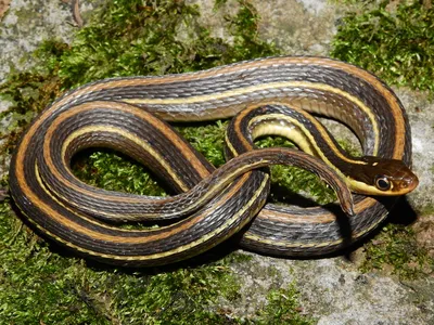 Фото Ленточной змеи в высоком разрешении