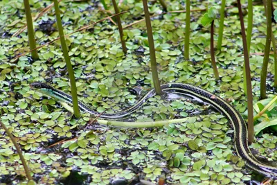 Фото Ленточной змеи с прозрачным фоном