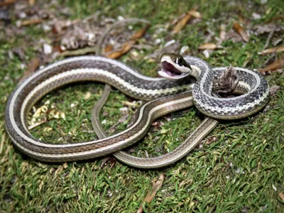 Уникальные снимки Ленточной змеи