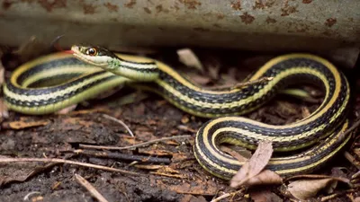 Фотографии Ленточной змеи высокого качества