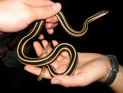 Ленточная змея - прекрасные обои для мобильного телефона