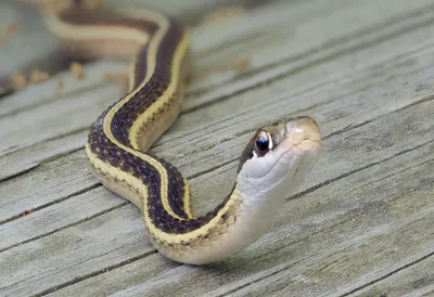 Ленточная змея - красивая фотография в PNG формате