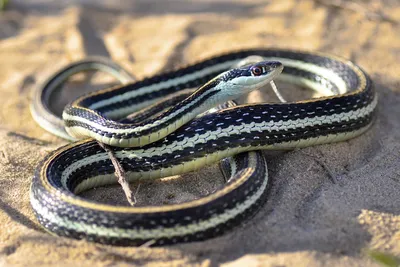 Изображения Ленточной змеи в разных размерах