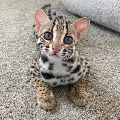 Леопардовая кошка в формате jpg для скачивания