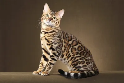 Картинка с леопардовой кошкой на фоне гор